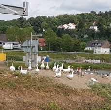 21.07.18 - 17.18.40 - Schleuse Güdingen.jpg